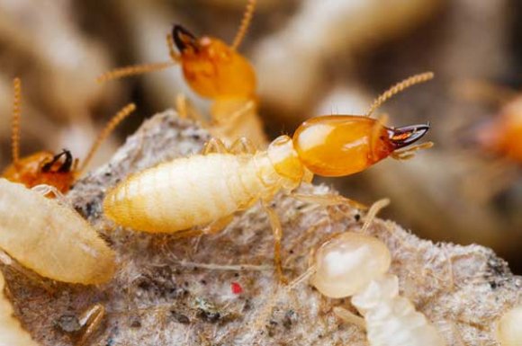Effectuer un diagnostic termites en appartement à Antony