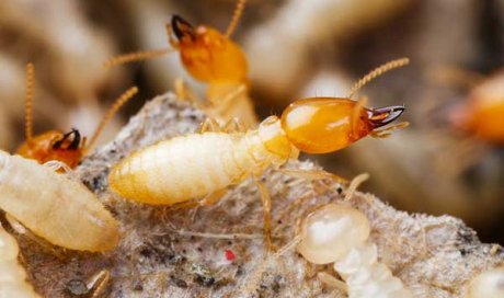 Effectuer un diagnostic termites en appartement à Antony